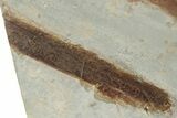 Huge, Plate of Paleocene Leaf Fossils - Glendive, Montana #216909-6